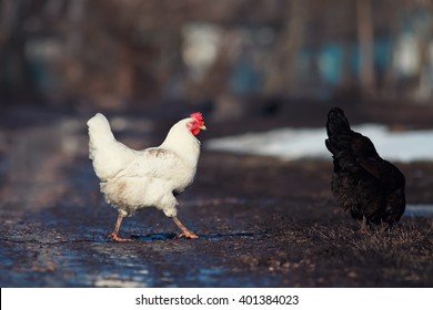 Chicken road deutschland - Entdecken Sie Das Geheimnis Der Fesselnden Spielsucht Auf Dem 